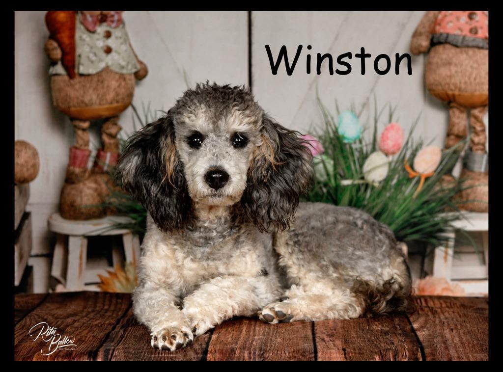 Enlarge Winston, a Adoptable Poodle in Miami, OK image 5/6