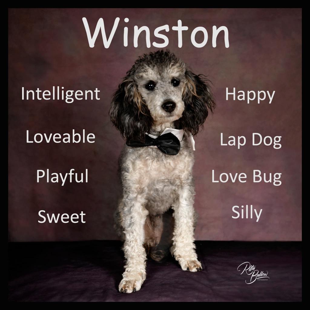Enlarge Winston, a Adoptable Poodle in Miami, OK image 6/6