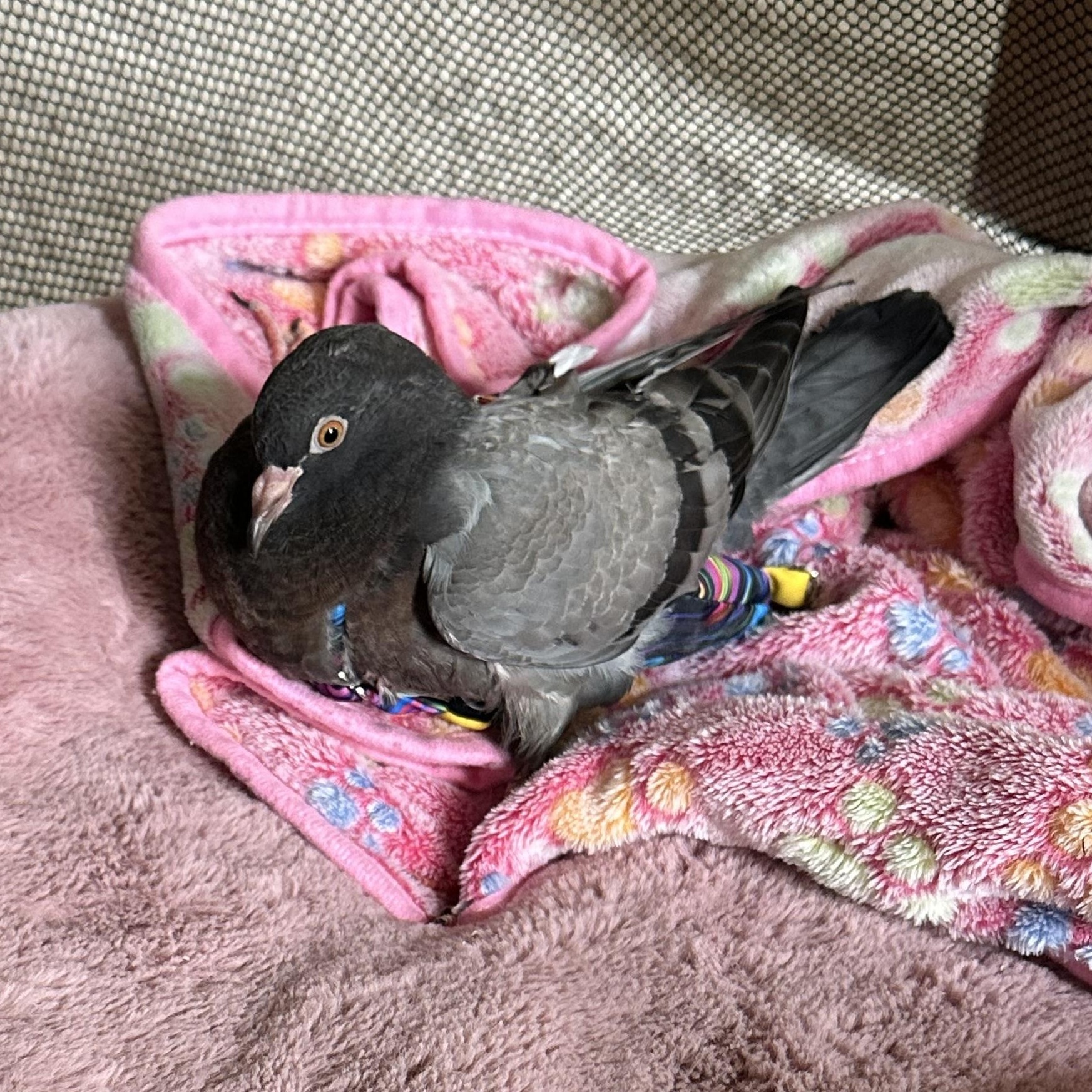 Enlarge Kickapoo, a Adoptable Pigeon in Chicago, IL image 2/3