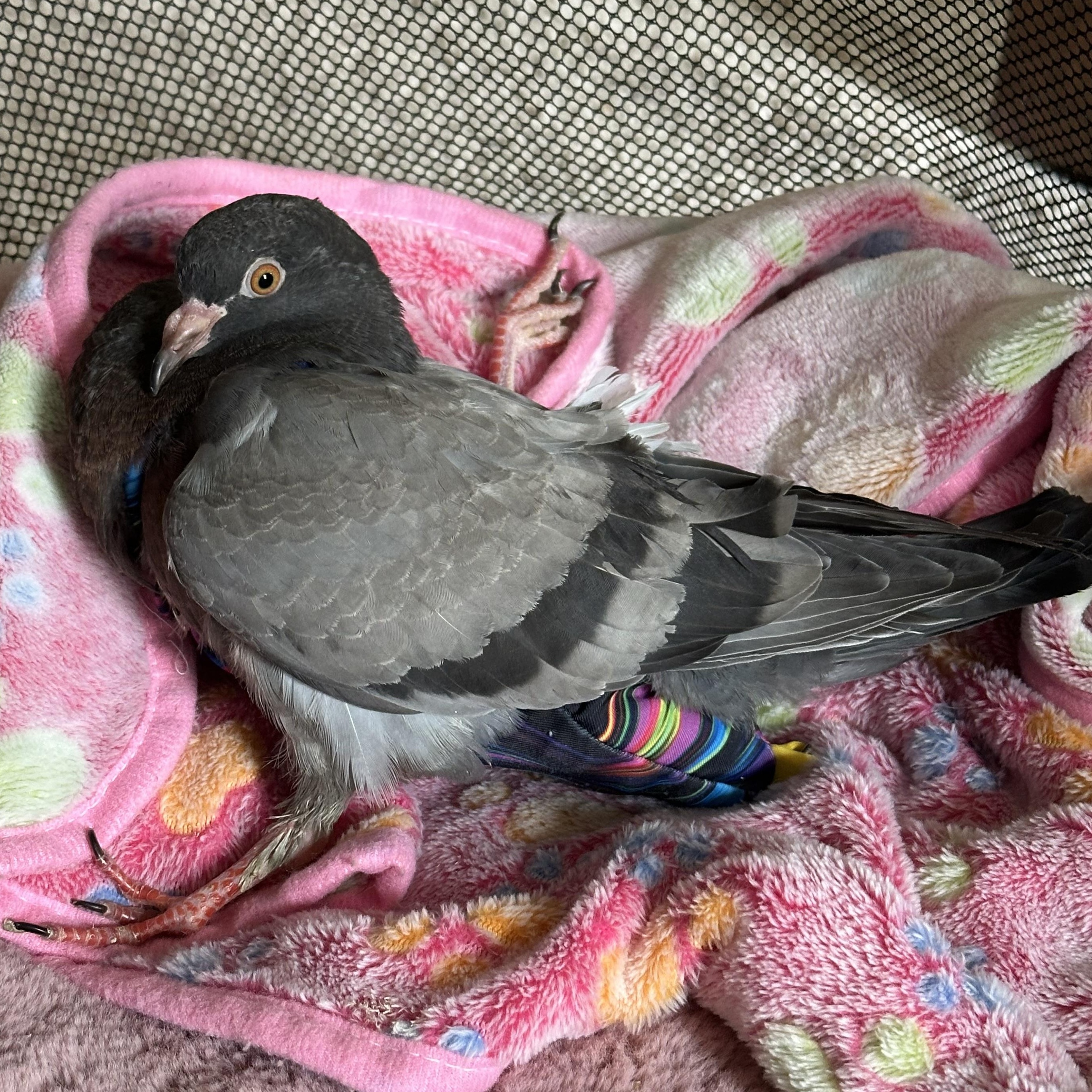 Enlarge Kickapoo, a Adoptable Pigeon in Chicago, IL image 1/3