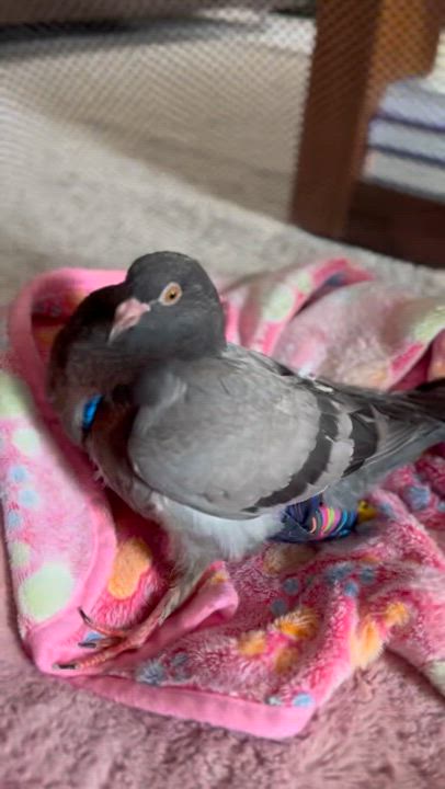 Enlarge Kickapoo, a Adoptable Pigeon in Chicago, IL video 3/3