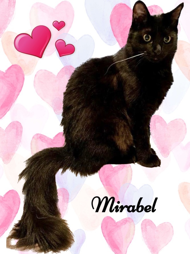 Mirabel photo 3