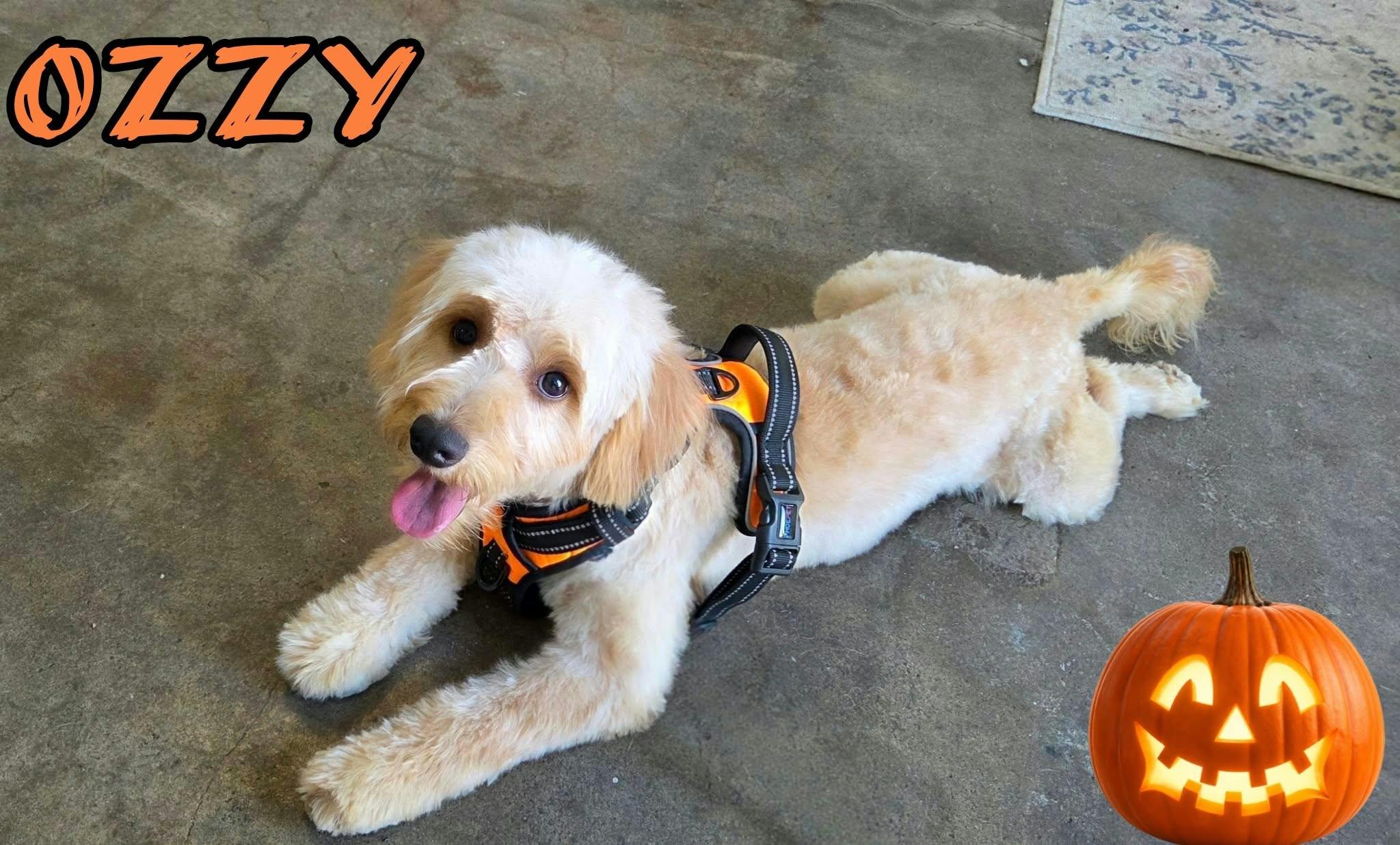 Enlarge Ozzy, a Adopted Goldendoodle in Grove, OK image 4/4