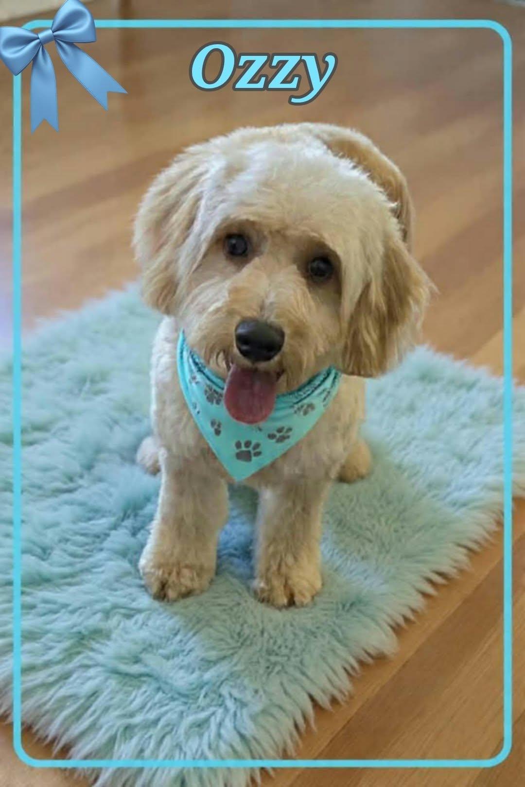 Enlarge Ozzy, a Adopted Goldendoodle in Grove, OK image 2/4