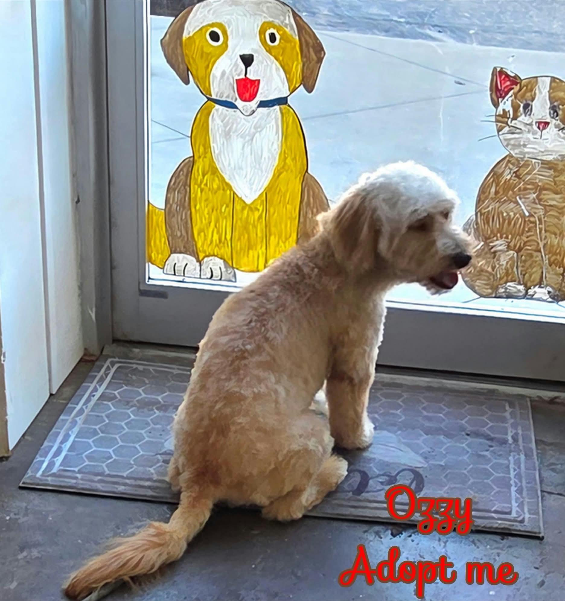 Enlarge Ozzy, a Adopted Goldendoodle in Grove, OK image 3/4