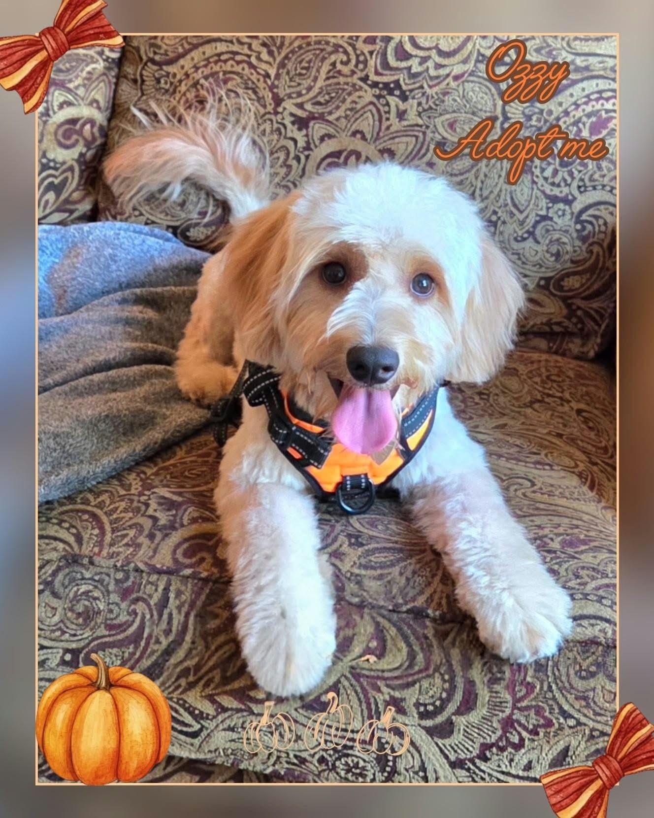 Ozzy, Adopted, Young Male Goldendoodle.