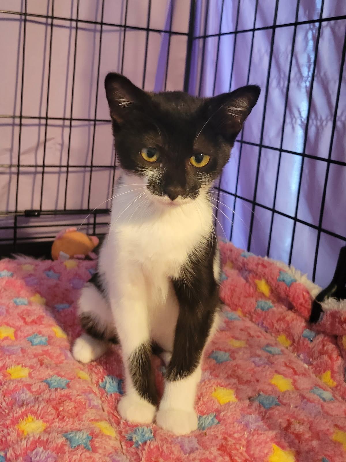 Enlarge Abby, a Adopted Domestic Short Hair in Riverside, CA image 1/1