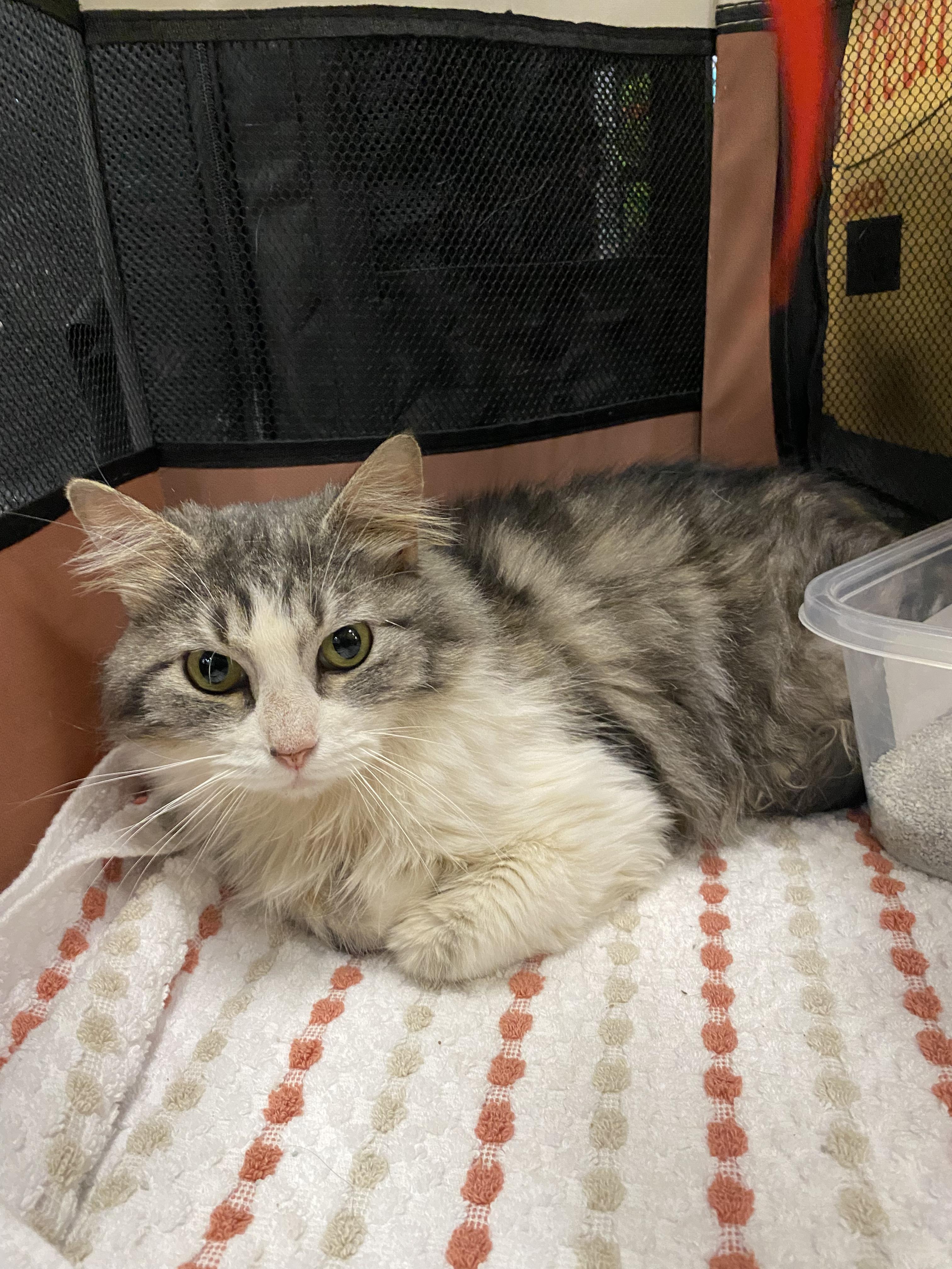 Miss. Elizabeth, an adoptable Domestic Long Hair in Springdale, AR image 2/3