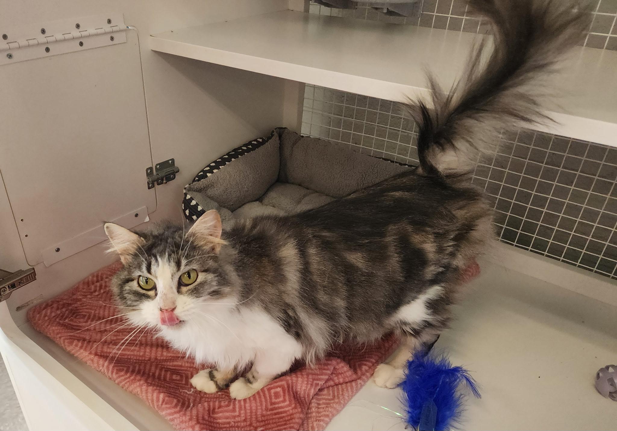 Miss. Elizabeth, an adoptable Domestic Long Hair in Springdale, AR image 3/3