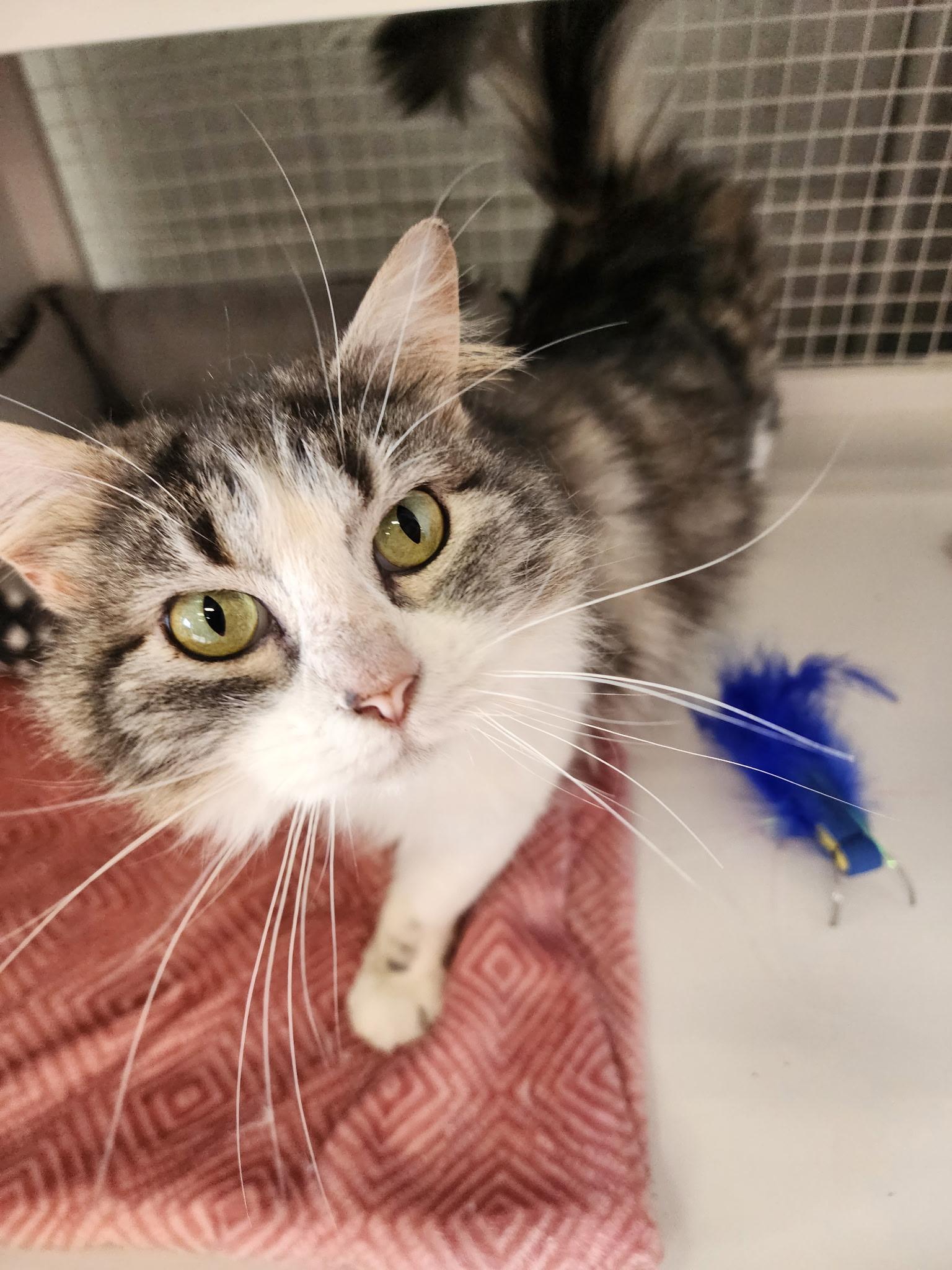 Miss. Elizabeth, an adoptable Domestic Long Hair in Springdale, AR image 1/3