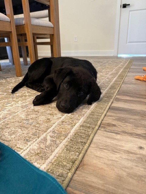 Jasper, Adoptable, Puppy Male Labrador Retriever & German Shepherd Dog.