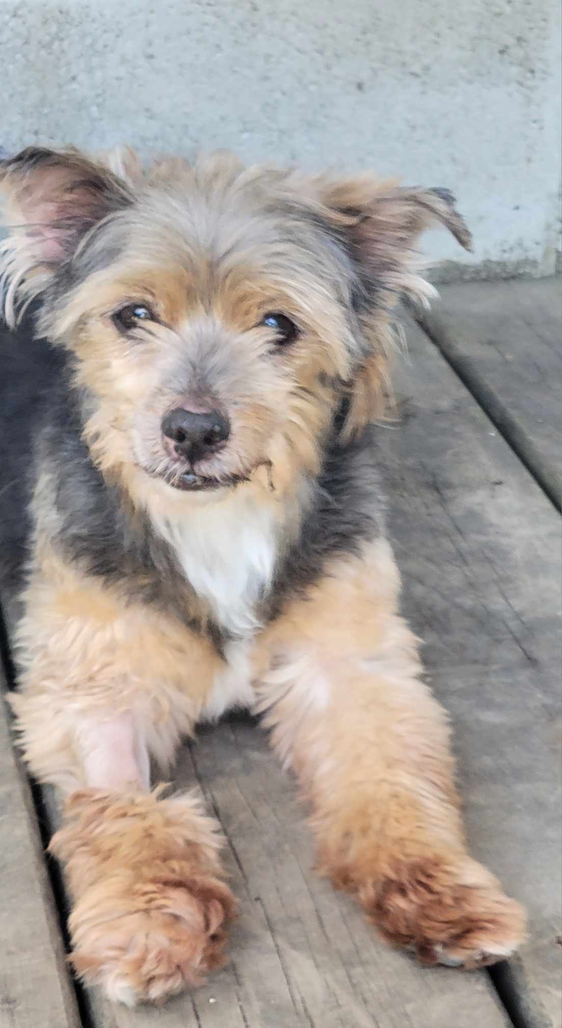 Graham, Adopted, Senior Male Yorkshire Terrier.