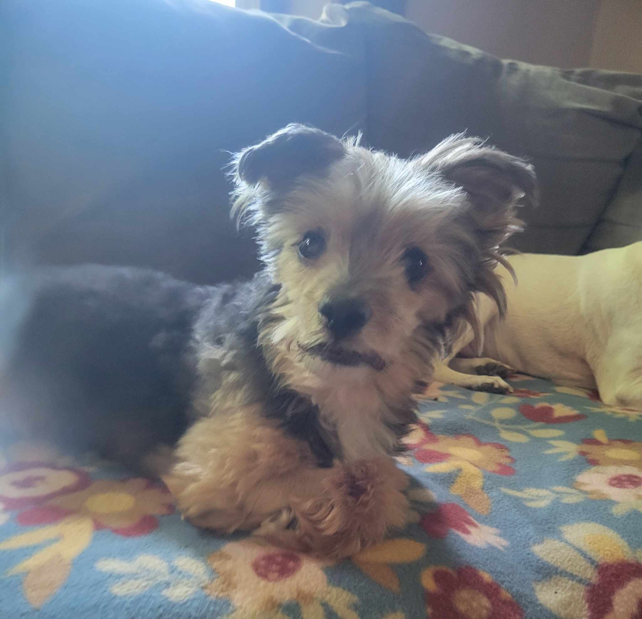 Enlarge Graham, a Adopted Yorkshire Terrier in Whitewater, WI image 2/6