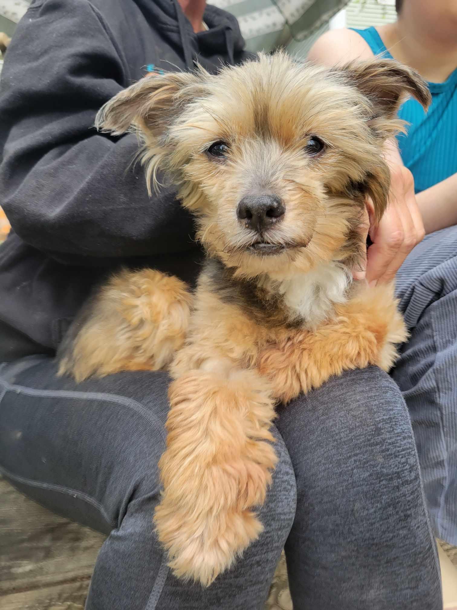 Enlarge Graham, a Adopted Yorkshire Terrier in Whitewater, WI image 3/6