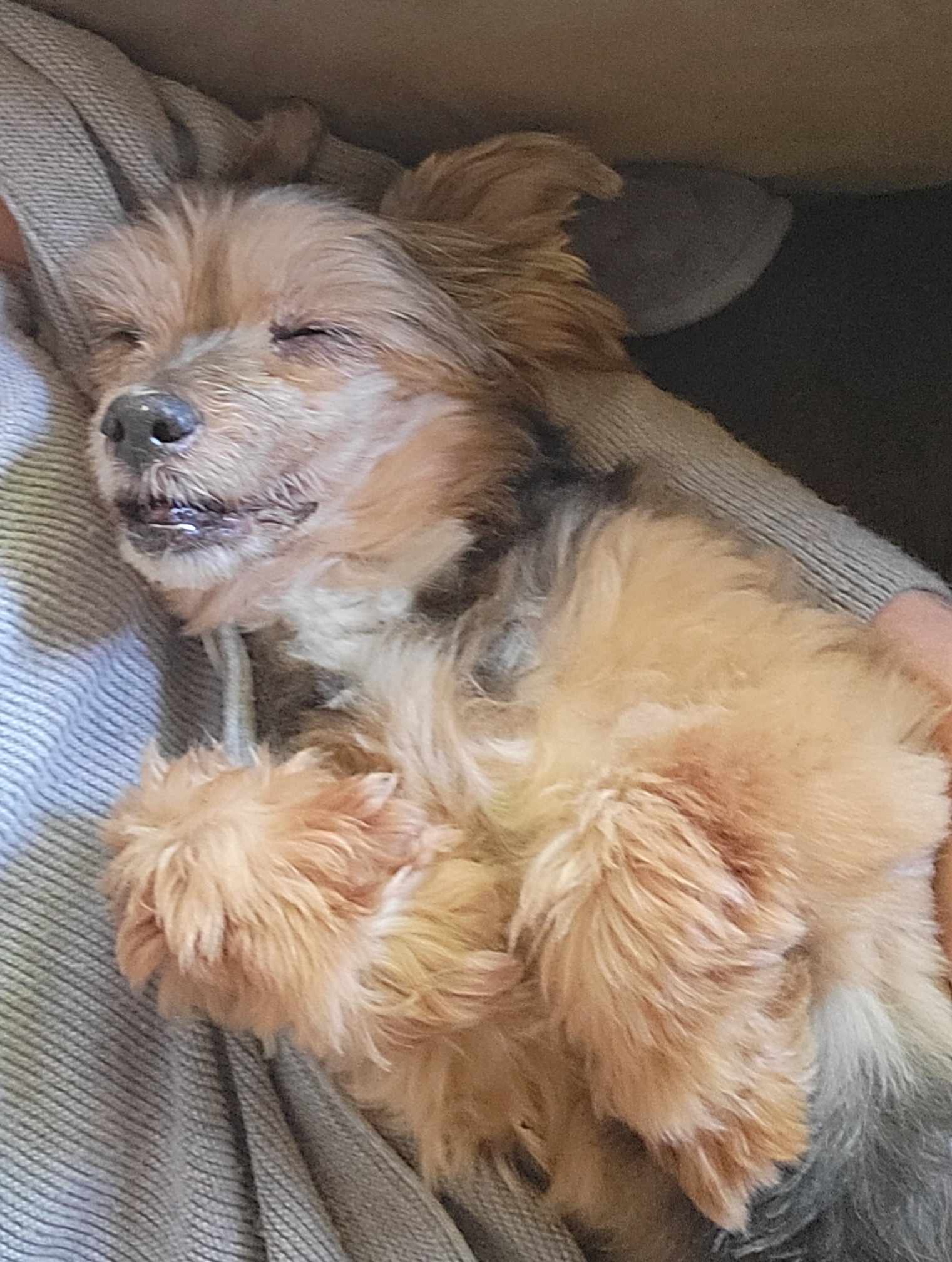 Enlarge Graham, a Adopted Yorkshire Terrier in Whitewater, WI image 4/6