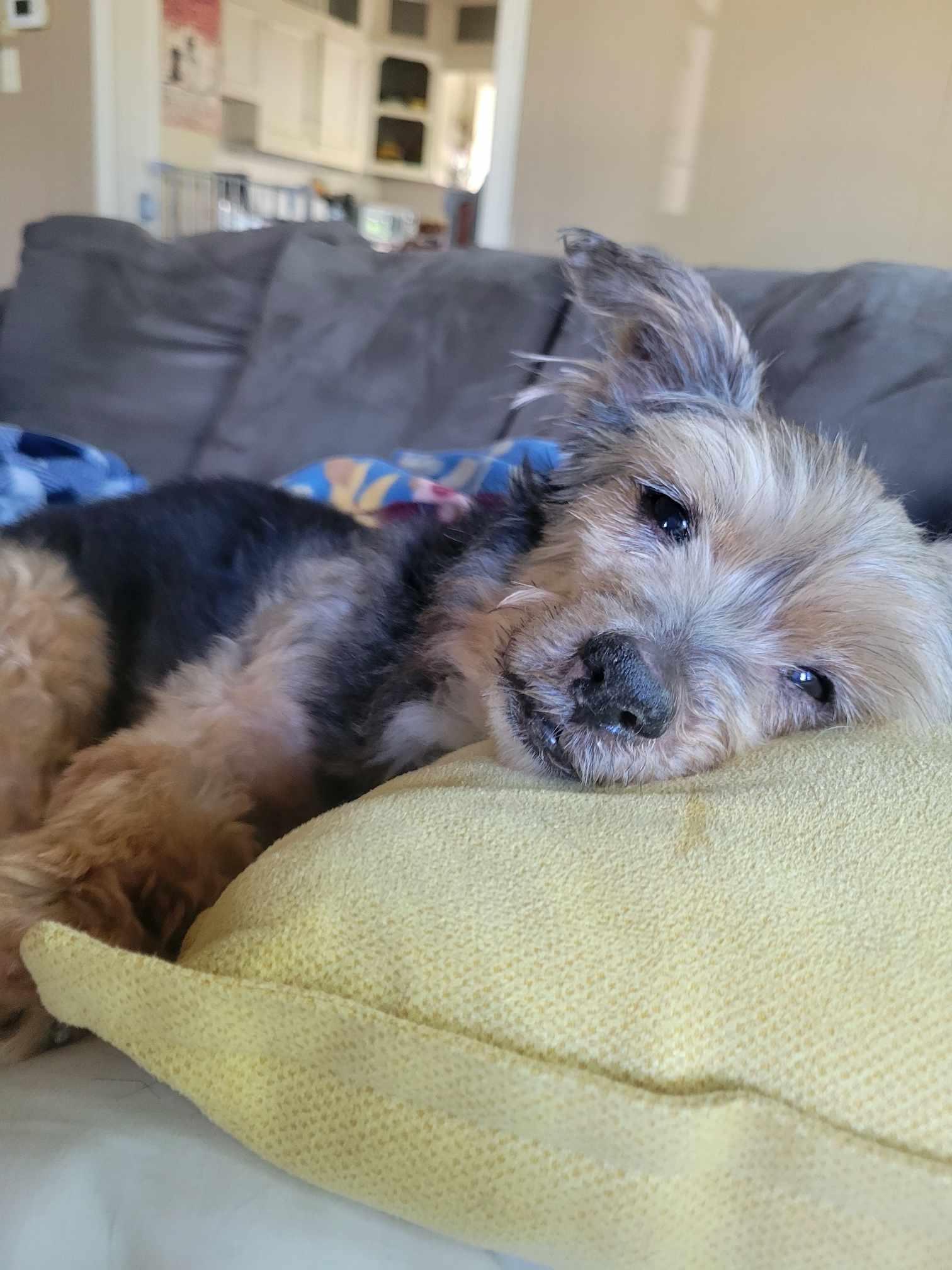 Enlarge Graham, a Adopted Yorkshire Terrier in Whitewater, WI image 5/6