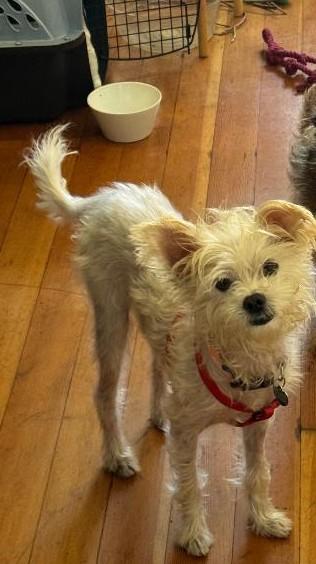 Peewee, Adoptable, Adult Male West Highland White Terrier / Westie.