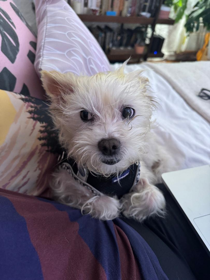 Peewee, a Adoptable West Highland White Terrier / Westie in Studio City, CA image 2/5