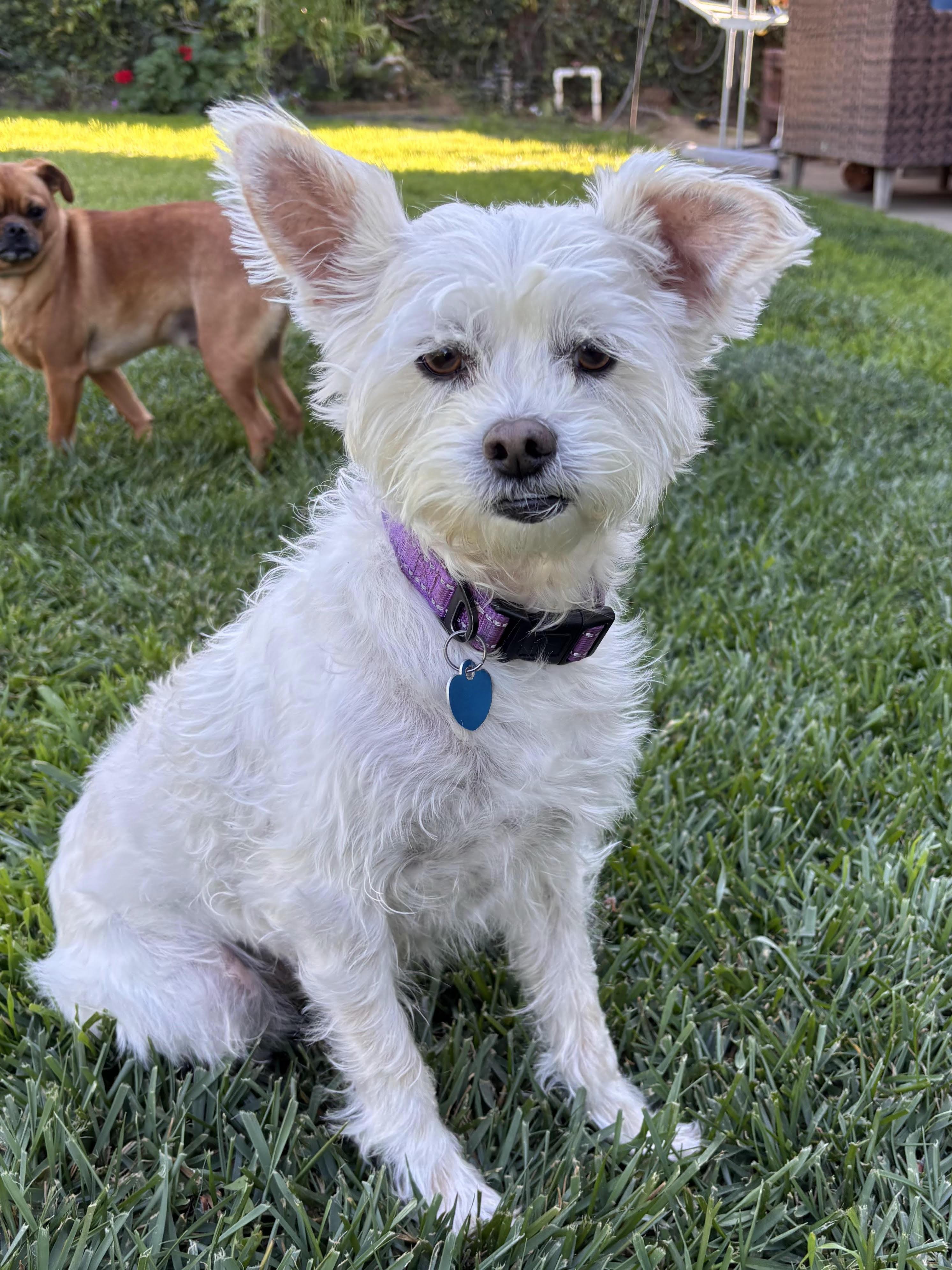 Enlarge Peewee, a Adoptable West Highland White Terrier / Westie in Studio City, CA image 1/5