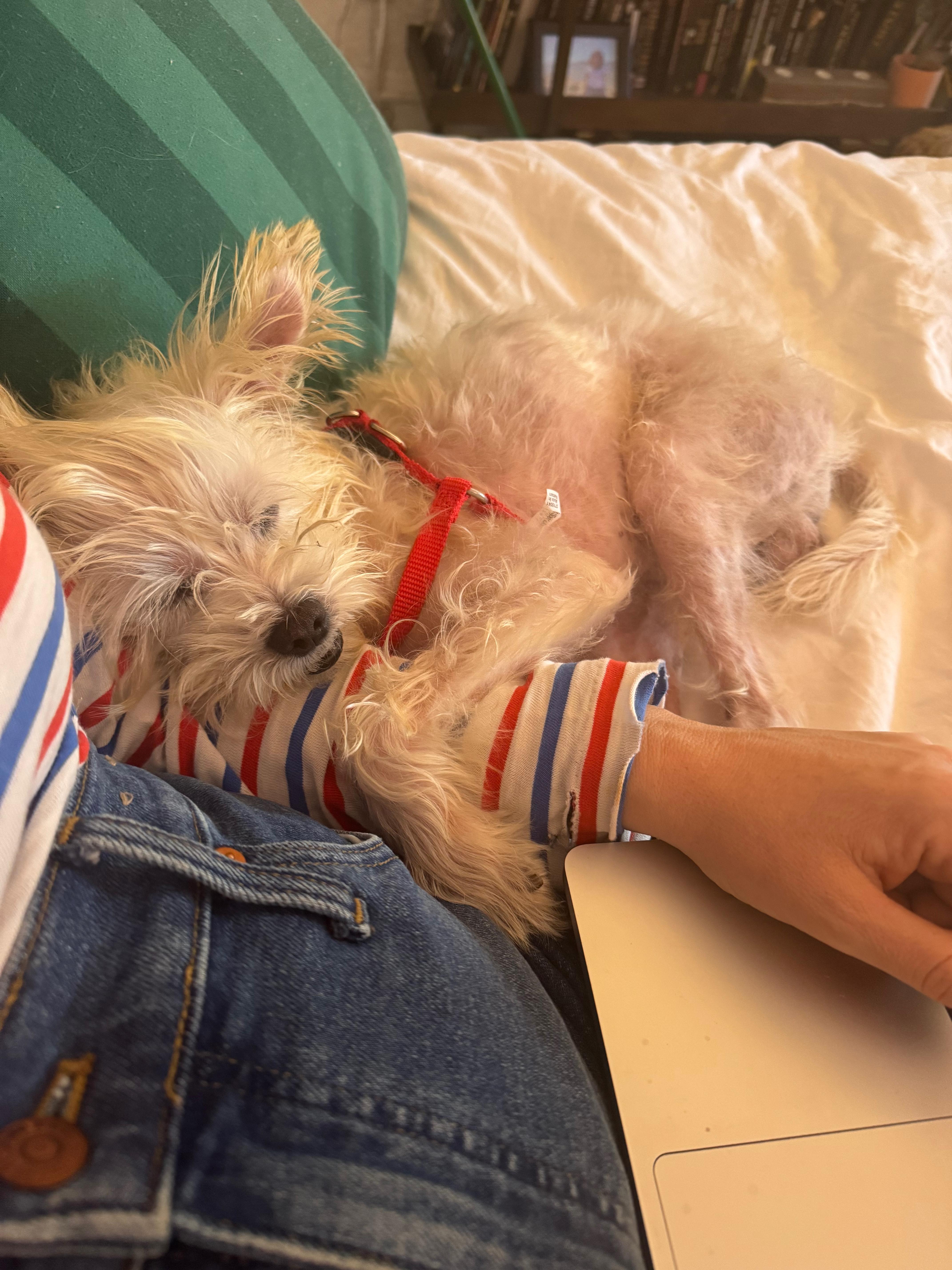 Peewee, a Adoptable West Highland White Terrier / Westie in Studio City, CA image 3/5