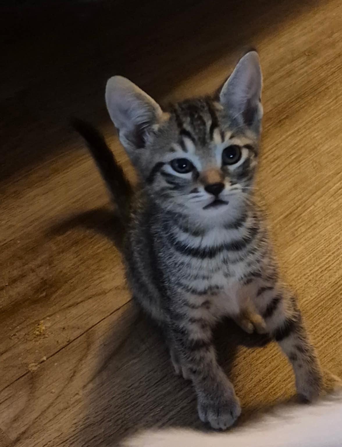 Reacher, Adoptable, Young Male Domestic Short Hair.