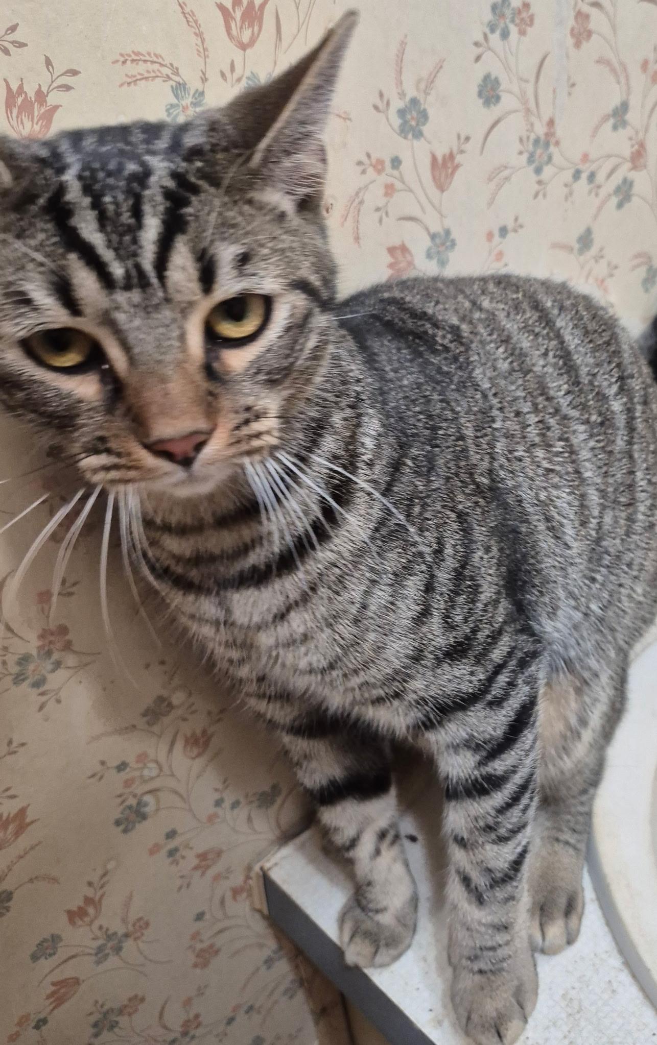 Enlarge Reacher, a Adoptable Domestic Short Hair in Randolph, AL image 6/6