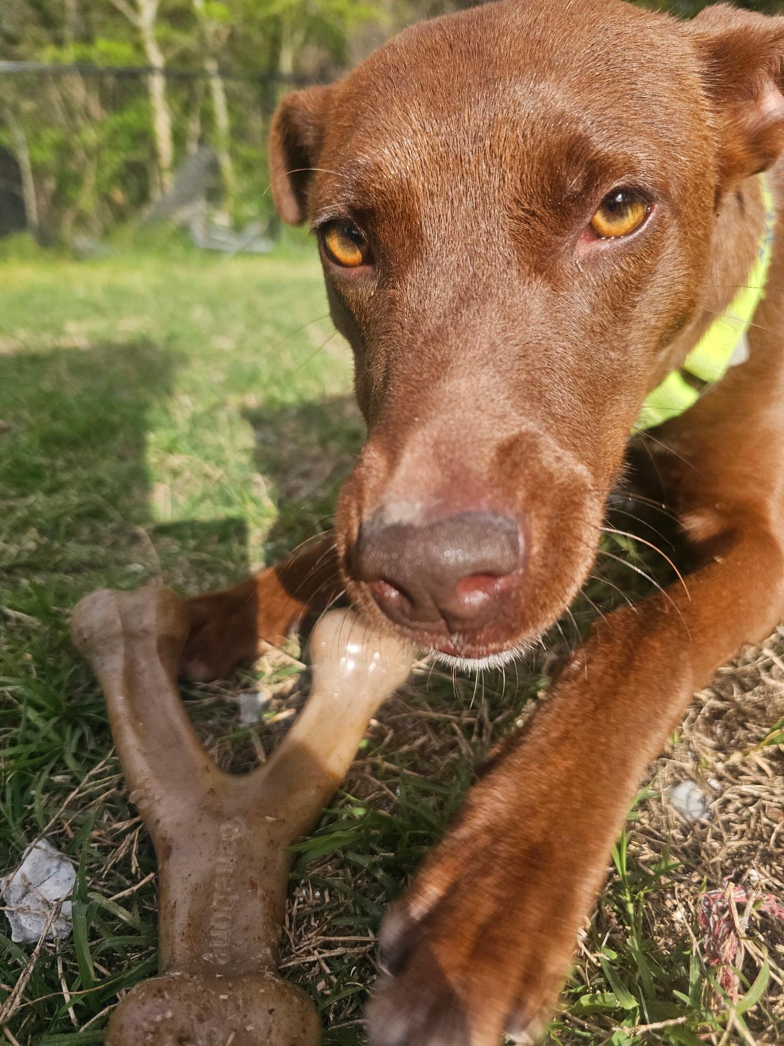 Enlarge CALI, a ADOPTABLE mixed breed in Edisto Island, SC image 5/6