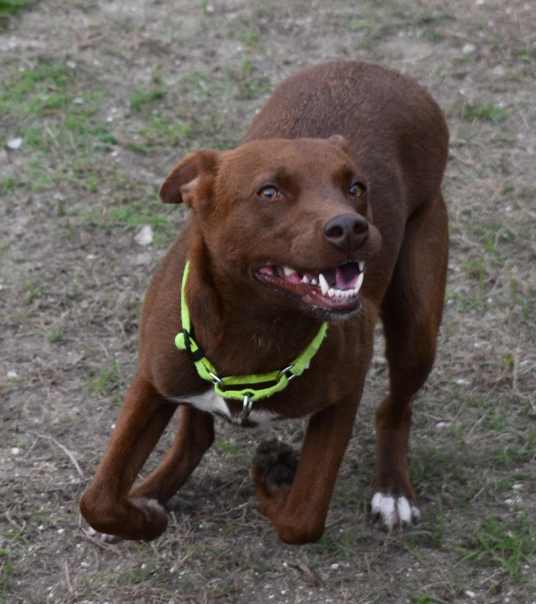 Enlarge CALI, a ADOPTABLE mixed breed in Edisto Island, SC image 4/6