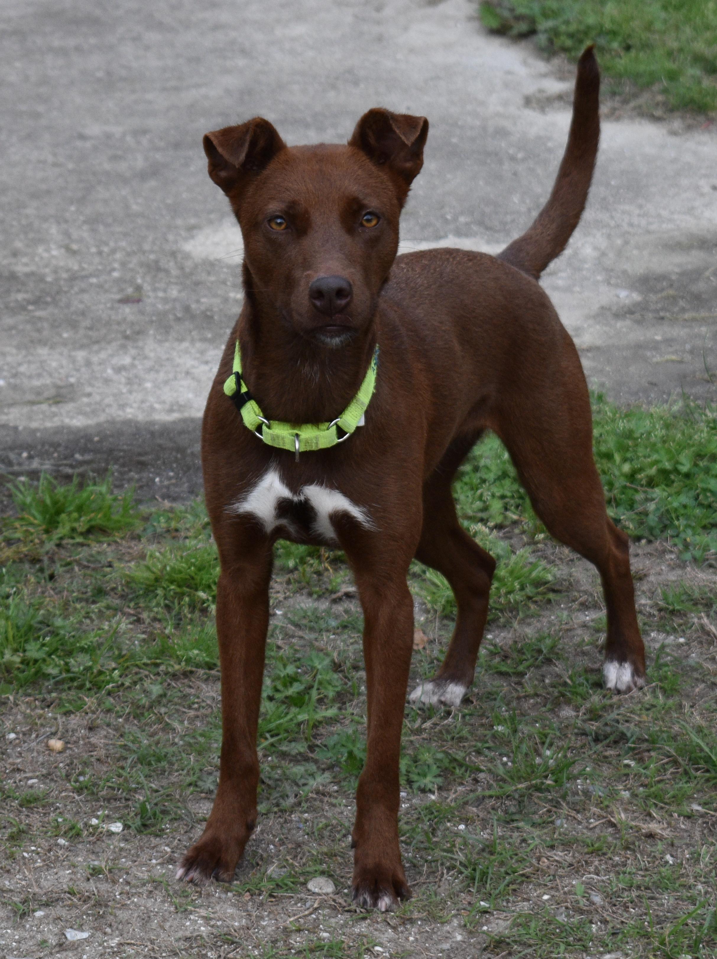 CALI, ADOPTABLE, Young Female Chocolate Labrador Retriever & Hound.