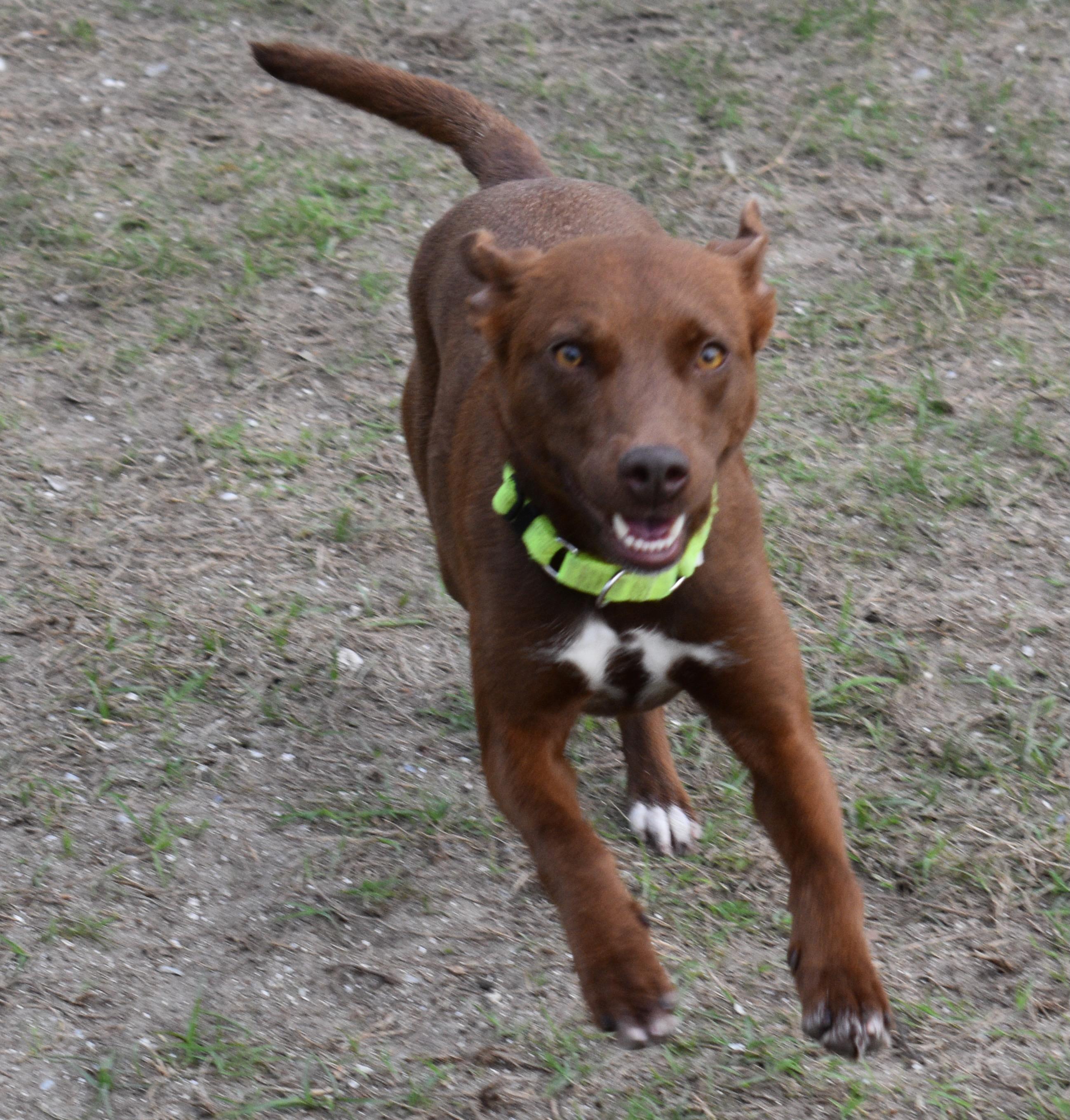 Enlarge CALI, a ADOPTABLE mixed breed in Edisto Island, SC image 2/6