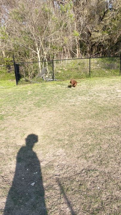 Enlarge CALI, a ADOPTABLE mixed breed in Edisto Island, SC video 6/6