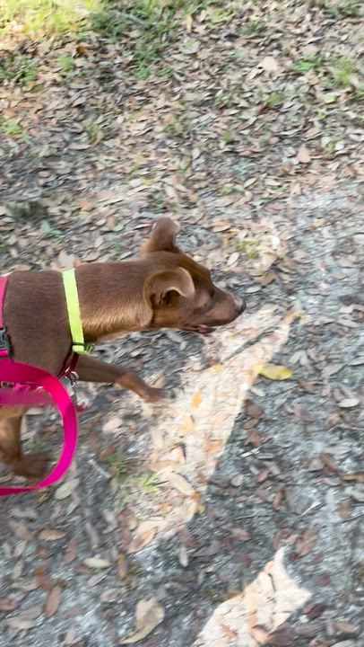 Enlarge CALI, a ADOPTABLE mixed breed in Edisto Island, SC video 3/6