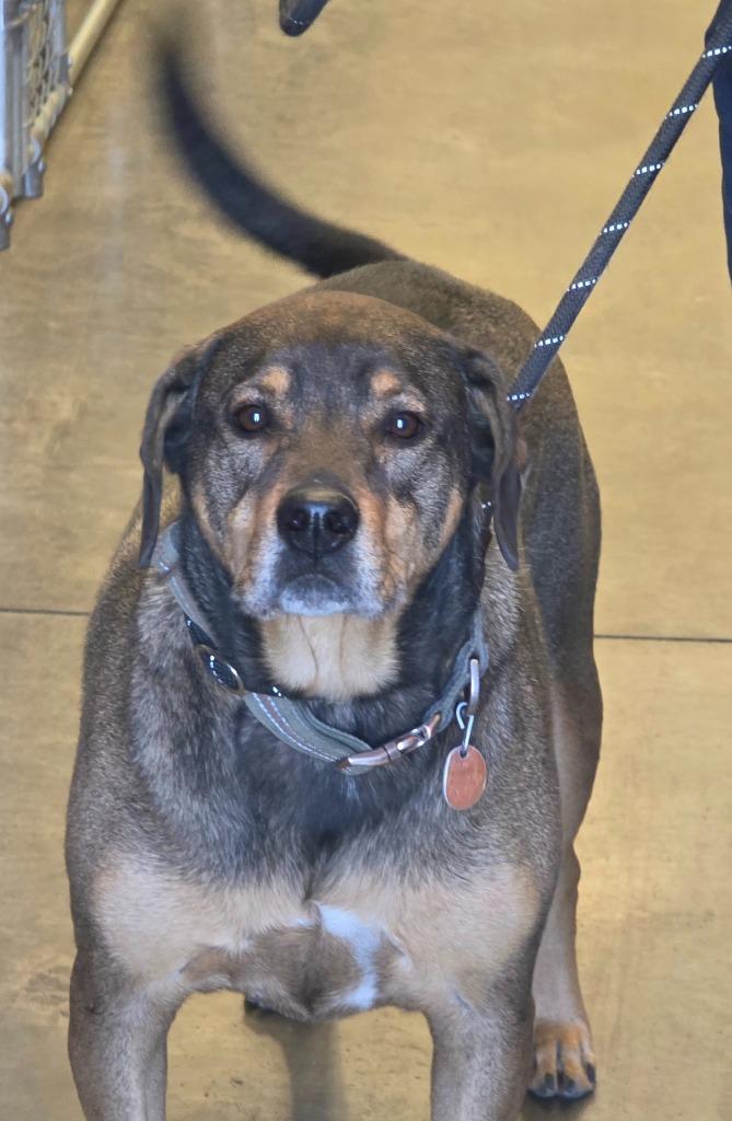 Ace, Adoptable, Adult Male Mixed Breed.
