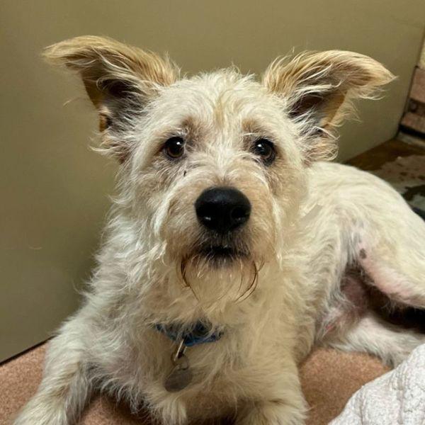 Drampa, Adoptable, Adult Male Terrier.