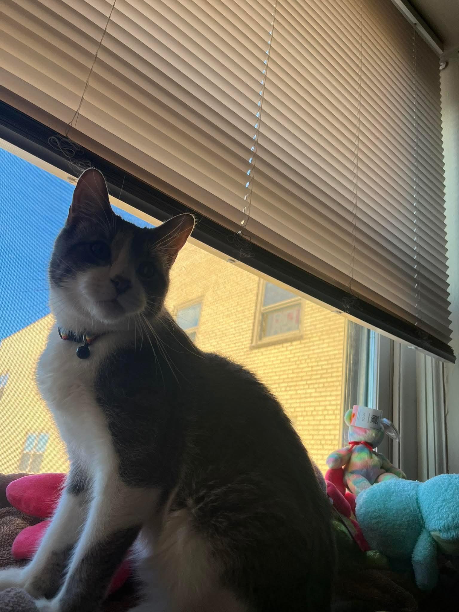 Enlarge Quark, a ADOPTABLE Domestic Short Hair in Milwaukee, WI image 6/6