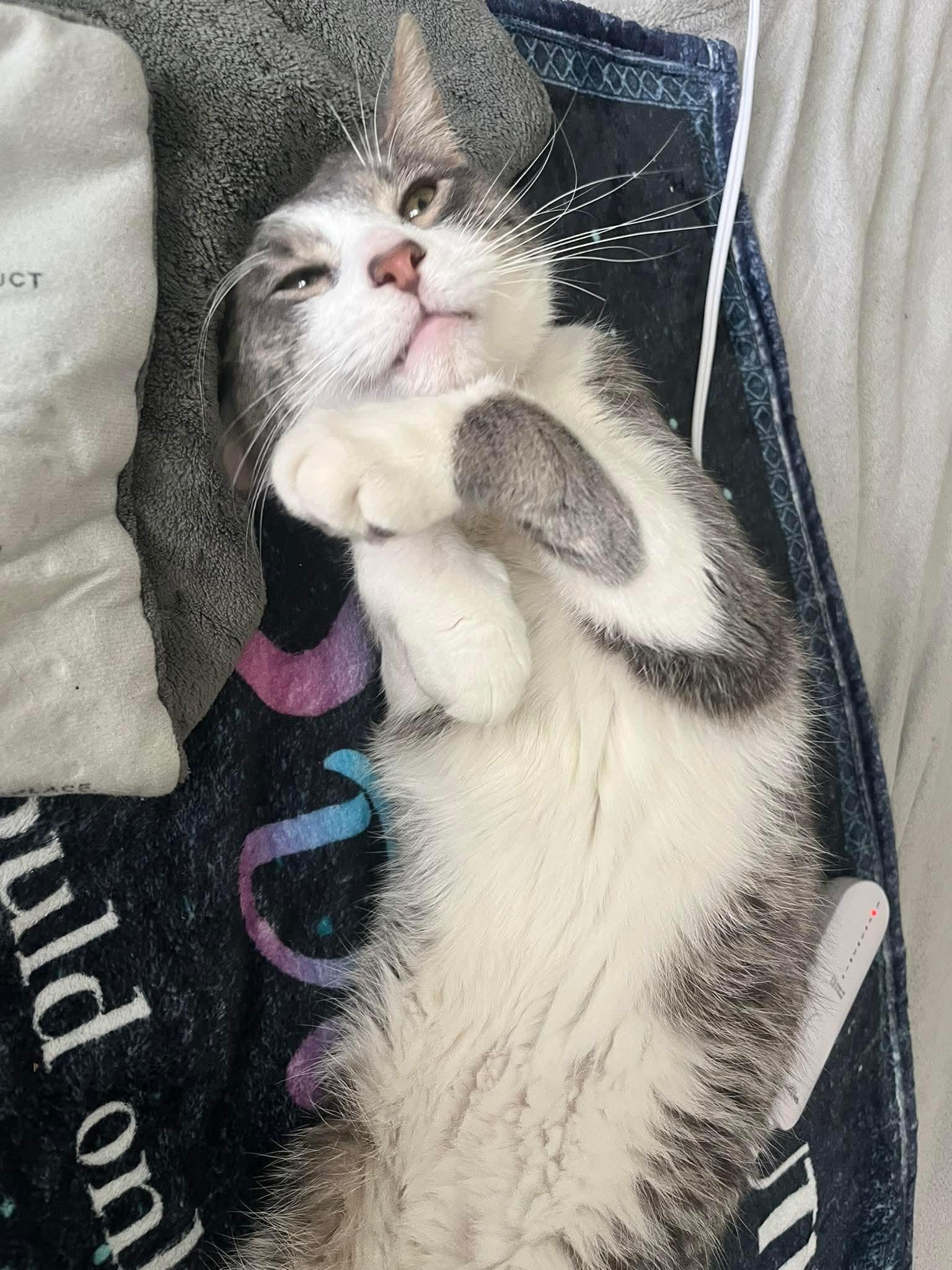 Enlarge Quark, a ADOPTABLE Domestic Short Hair in Milwaukee, WI image 3/6