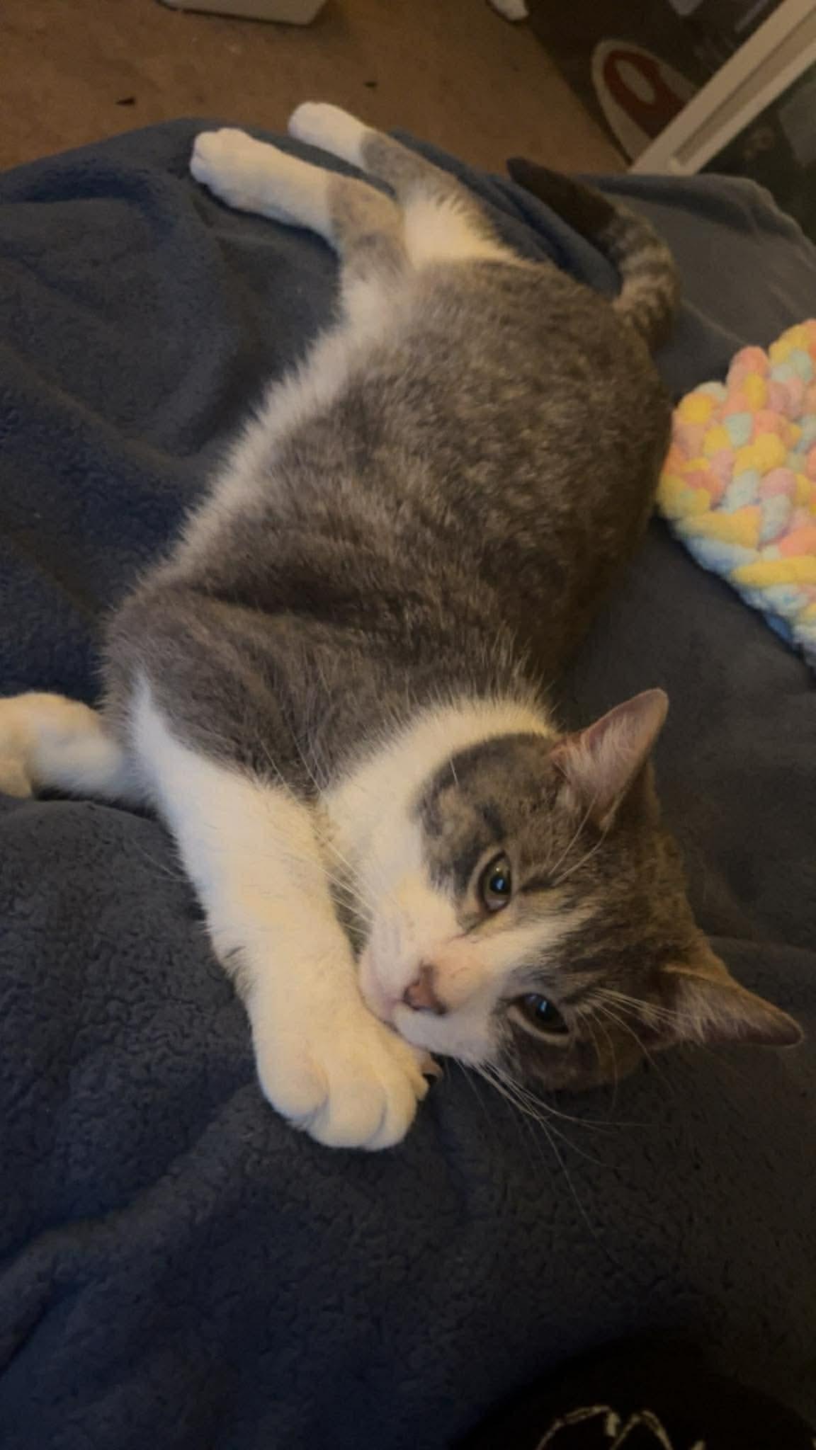 Enlarge Quark, a ADOPTABLE Domestic Short Hair in Milwaukee, WI image 5/6