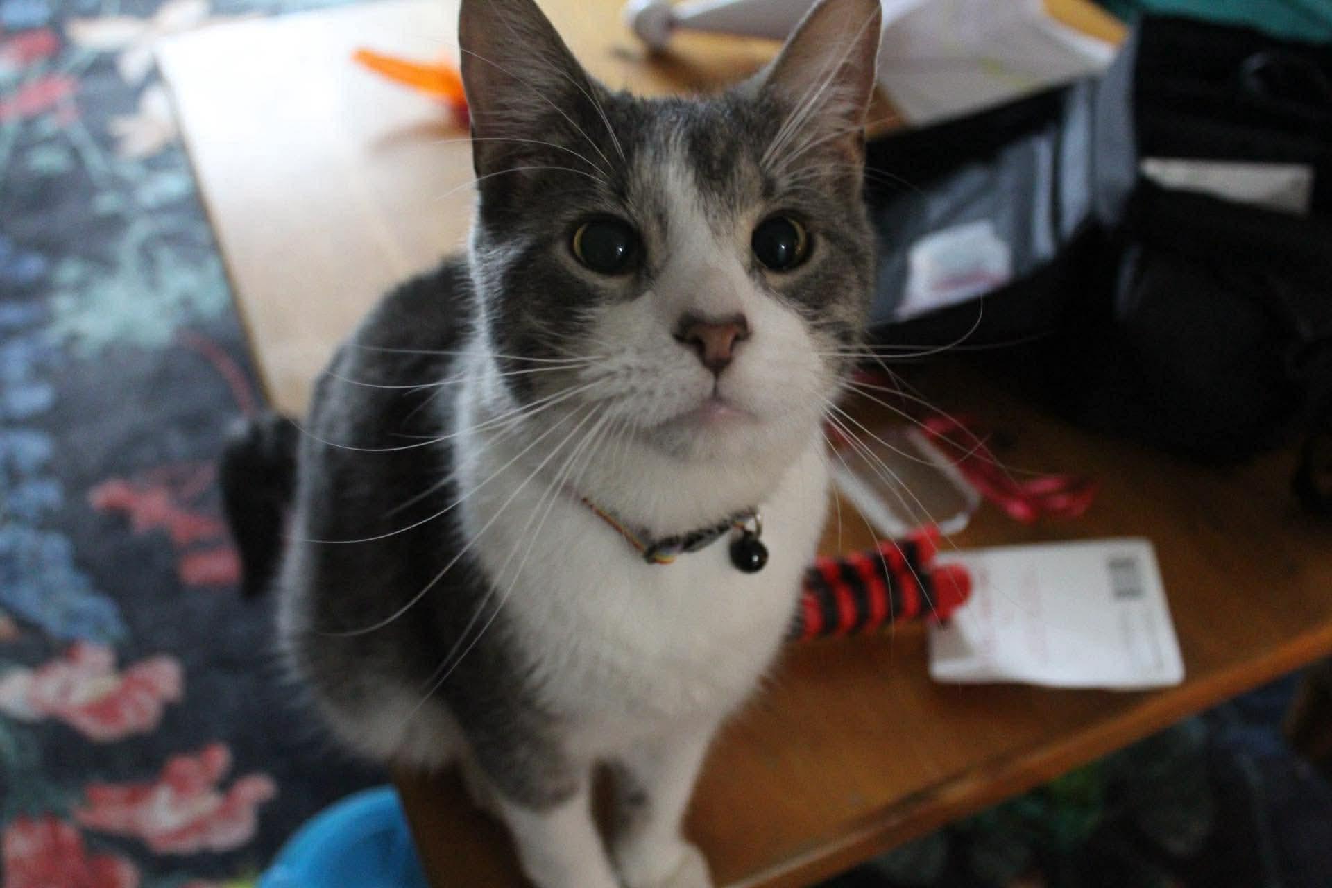 Quark, ADOPTABLE, Young Male Domestic Short Hair.