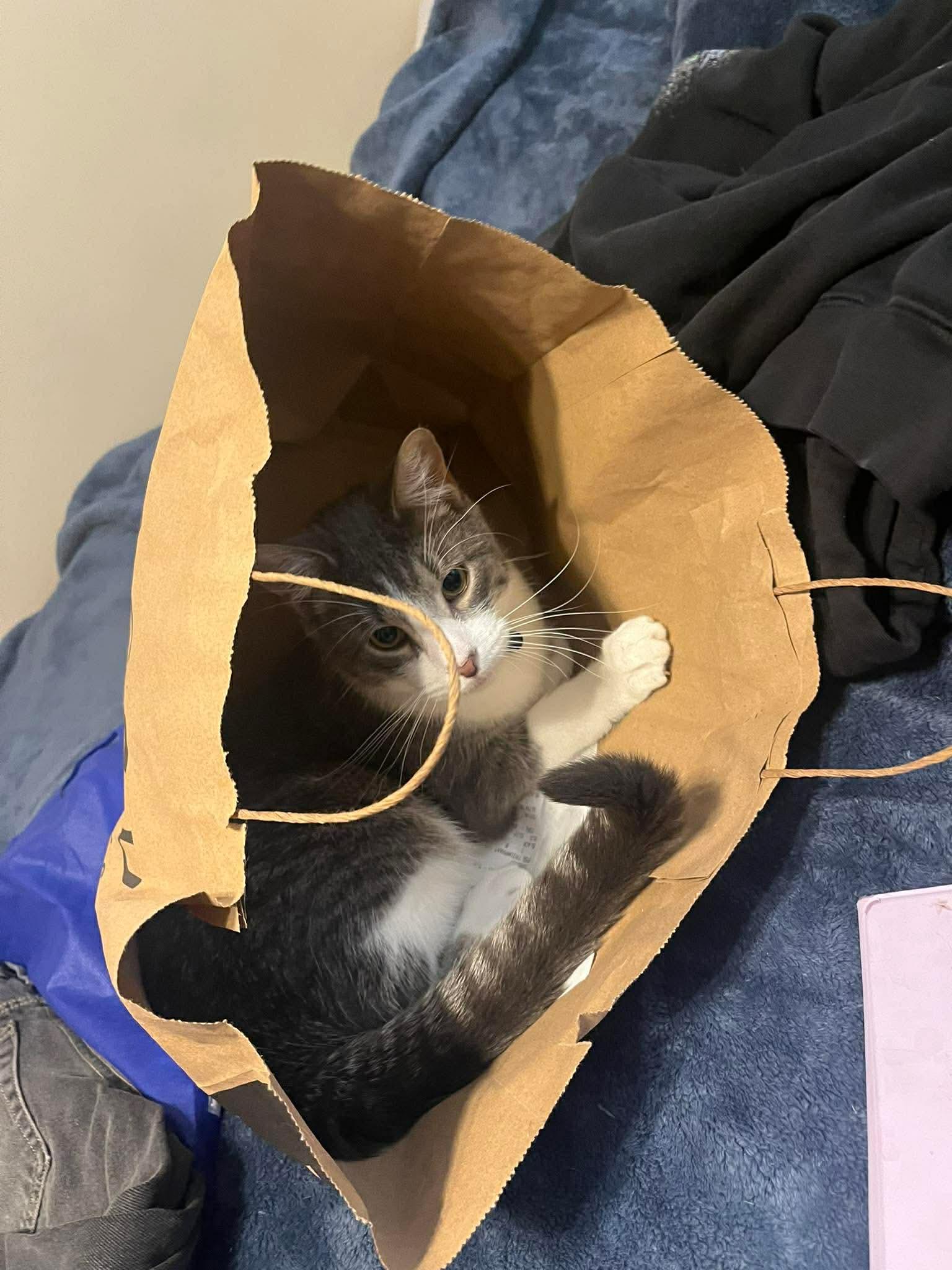 Enlarge Quark, a ADOPTABLE Domestic Short Hair in Milwaukee, WI image 4/6