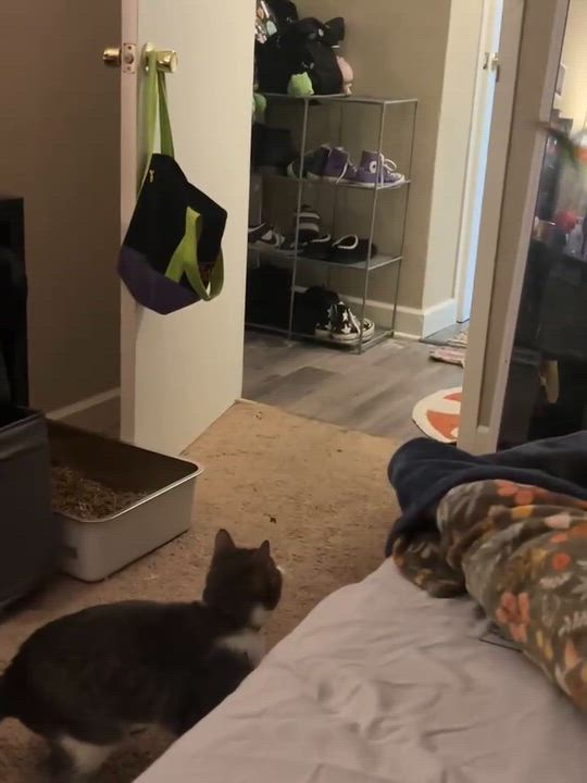 Enlarge Quark, a ADOPTABLE Domestic Short Hair in Milwaukee, WI video 2/6