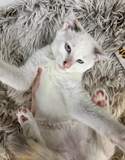 Enlarge Artura, a Adoptable Siamese in Lafayette, LA image 5/6