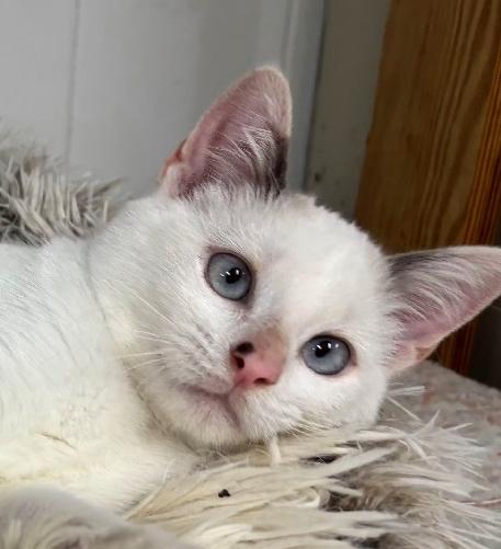 Enlarge Artura, a Adoptable Siamese in Lafayette, LA image 1/6