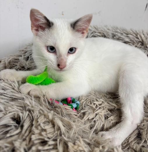 Enlarge Artura, a Adoptable Siamese in Lafayette, LA image 2/6