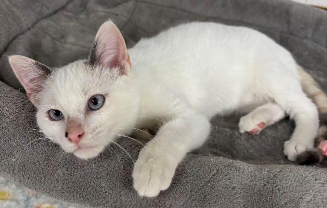 Enlarge Artura, a Adoptable Siamese in Lafayette, LA image 3/6