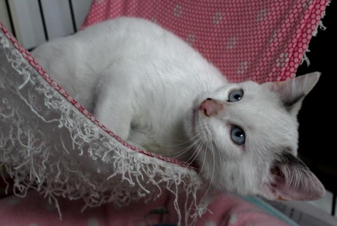 Enlarge Artura, a Adoptable Siamese in Lafayette, LA image 4/6