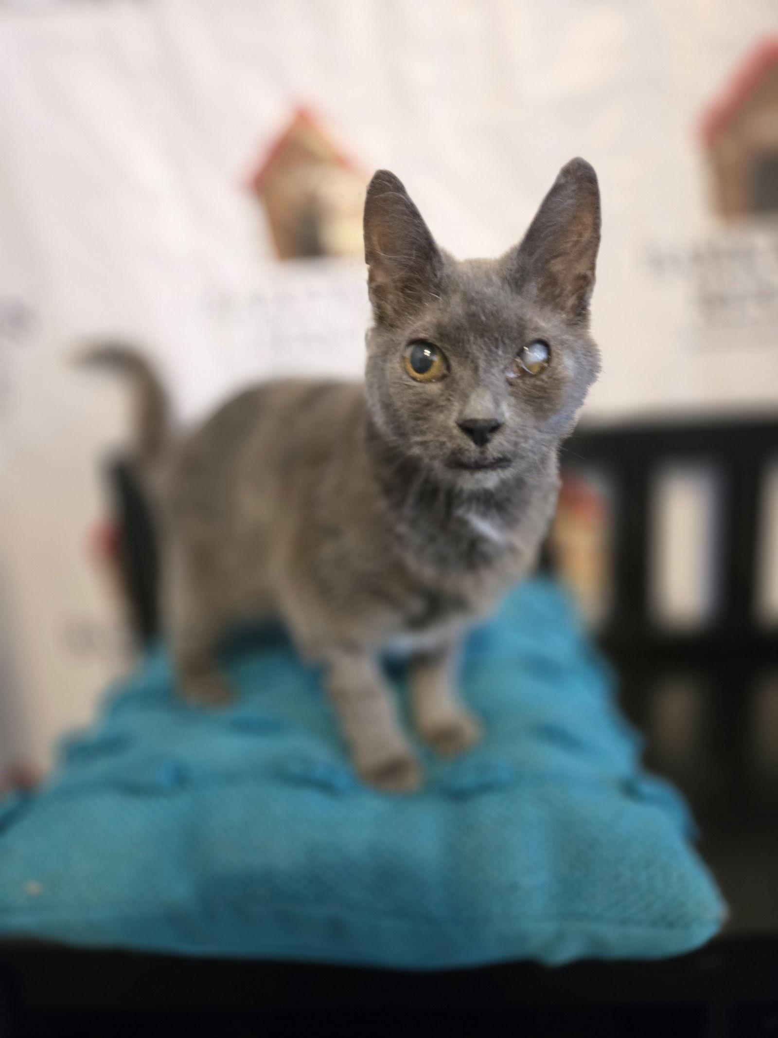Enlarge Graycie, a Adoptable Domestic Short Hair in Boston, KY image 1/3