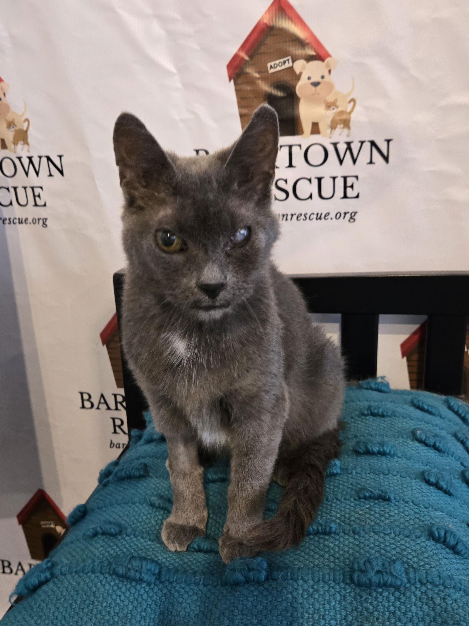 Enlarge Graycie, a Adoptable Domestic Short Hair in Boston, KY image 2/3