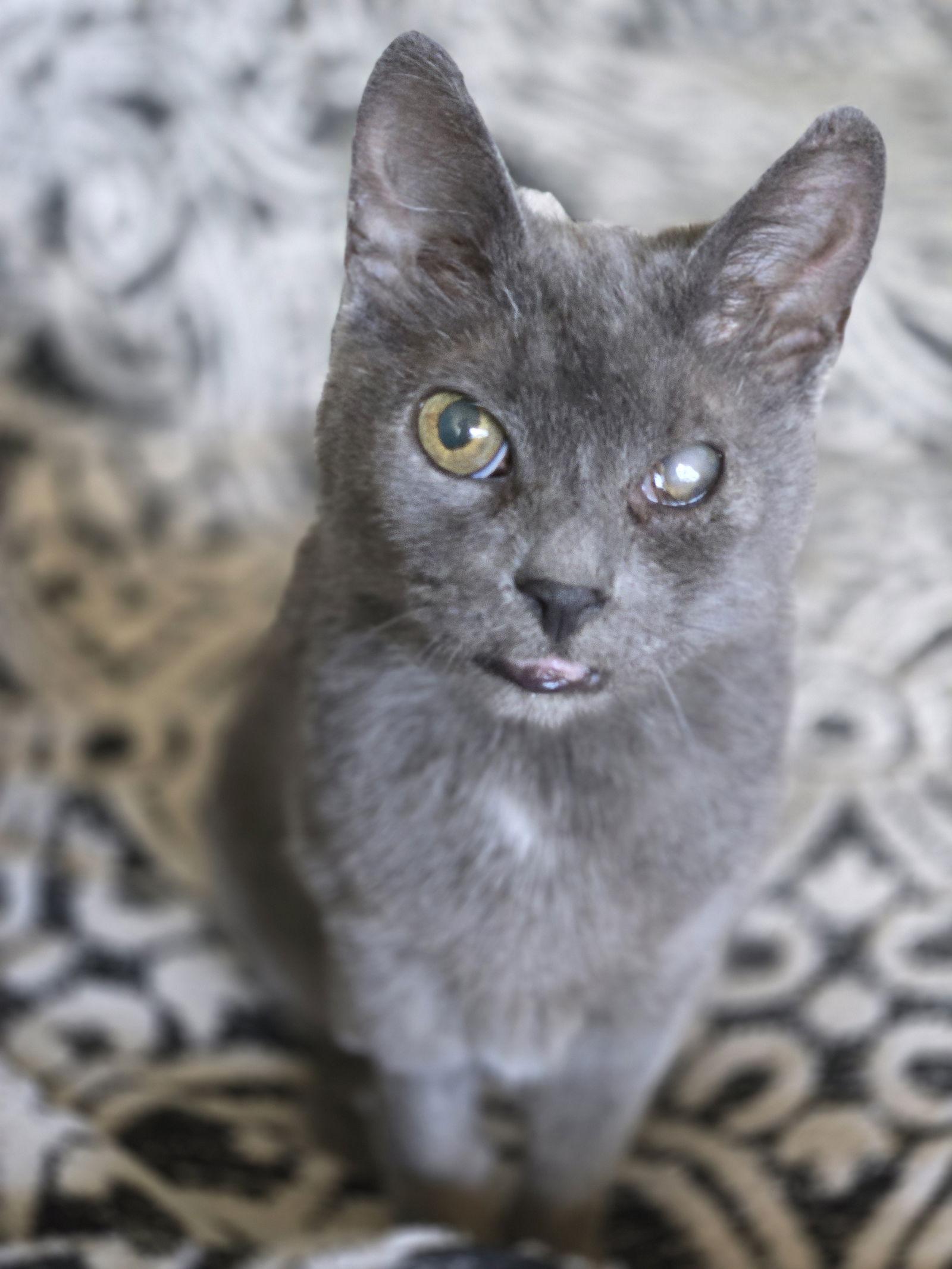 Enlarge Graycie, a Adoptable Domestic Short Hair in Boston, KY image 3/3
