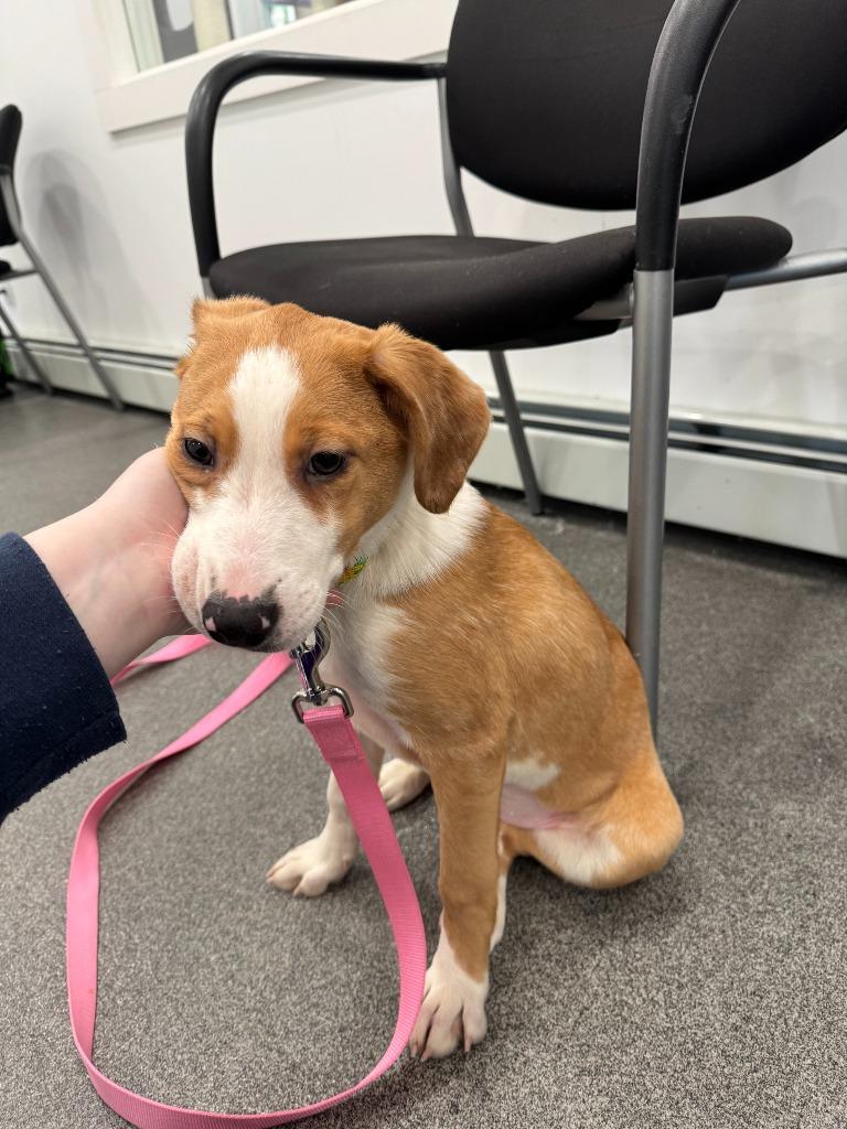 Enlarge Macey, a Adoptable mixed breed in Lunenburg, VT image 1/1