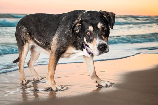 Enlarge Yogi, a Adoptable mixed breed in San Andreas, CA image 1/2